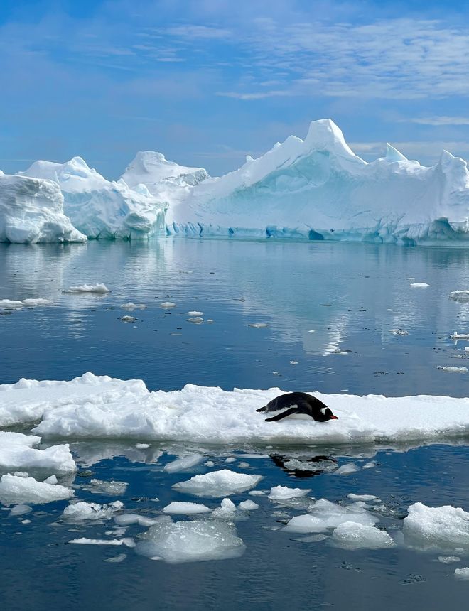 Penguin resting on an ice floe among icebergs in Antarctica