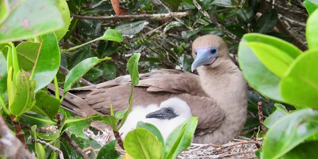 Red-footed booby nesting with its chick among green mangrove leaves