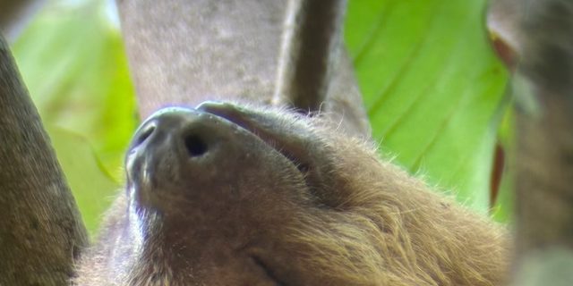 Sleeping sloth curled in the fork of a tree